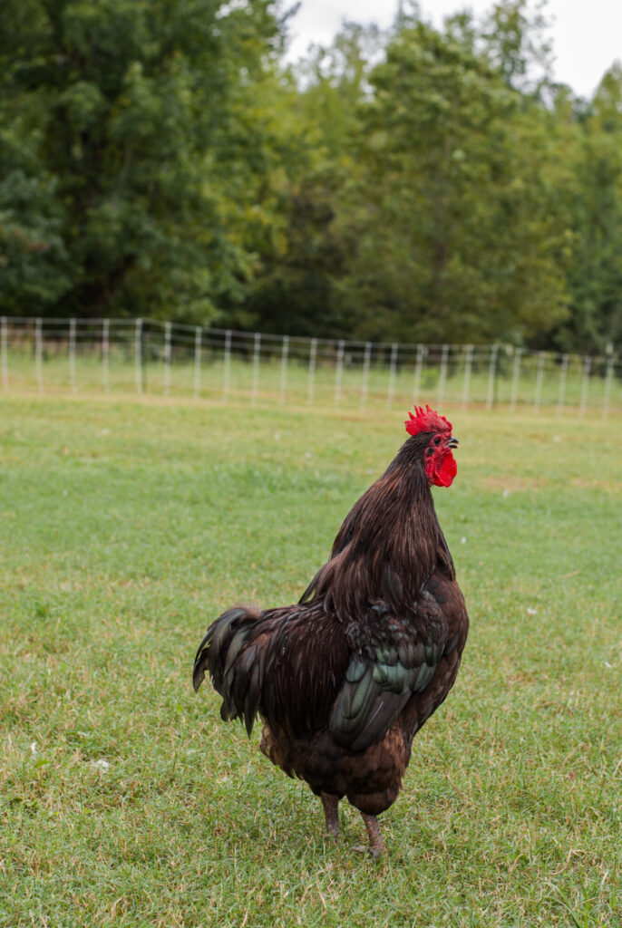 Black Australorp rooster on green grass. 