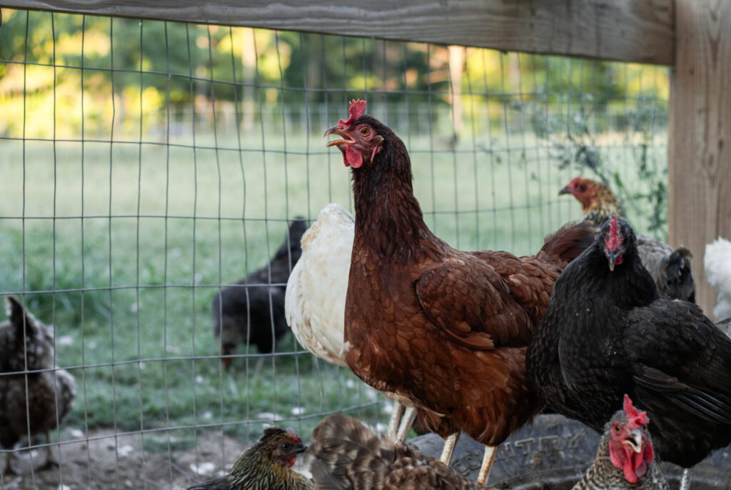 Rhode Island Red chicken 