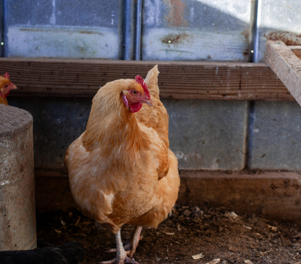 Buff Orpington chickens that lay brown eggs in a coop 