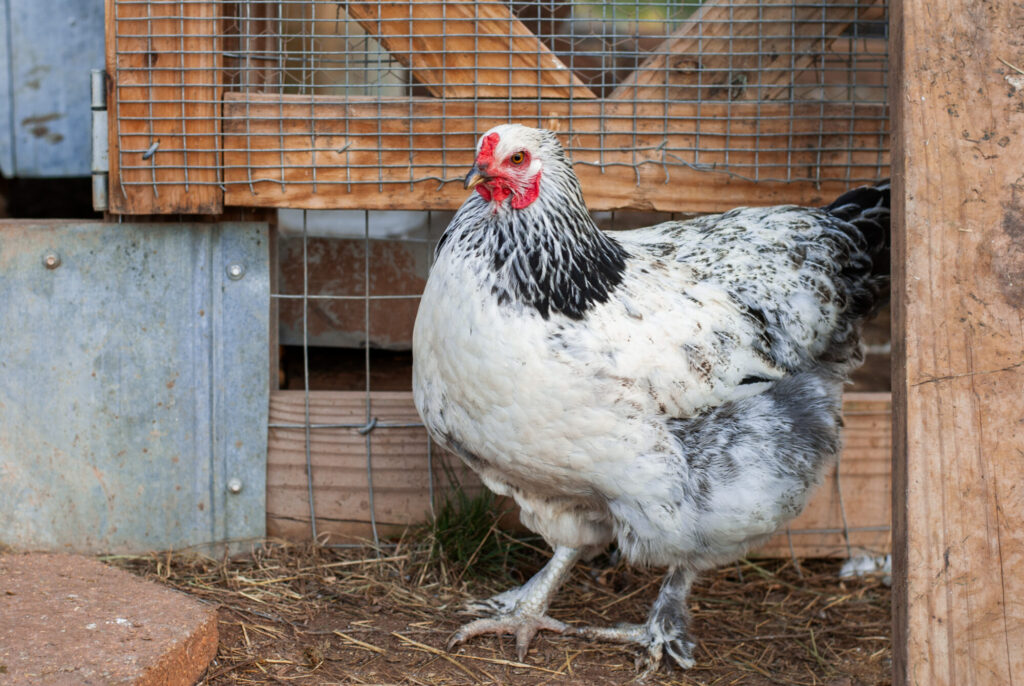 Brahma Chickens standing on straw that lay brown eggs 