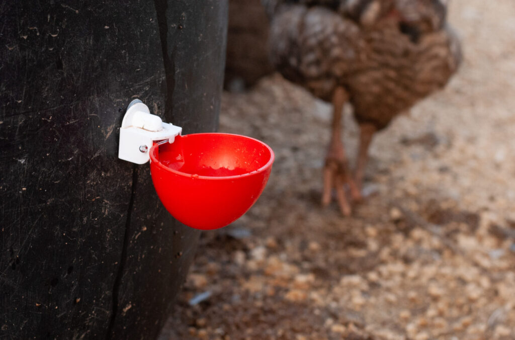 Red chicken waterer cup