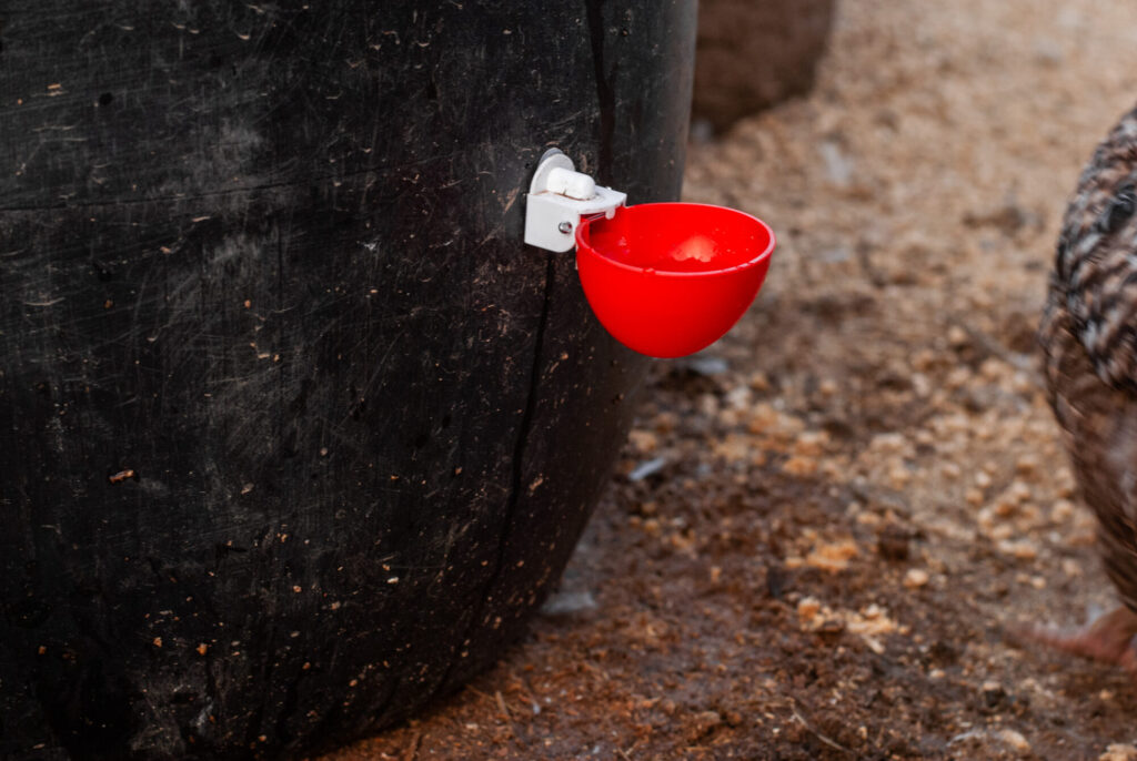 Red chicken waterer cup on a barrel 