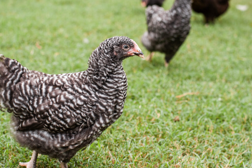 Barred rock chicken on grass.