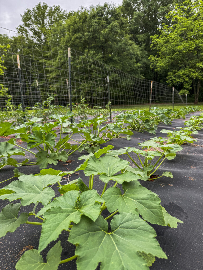 garden pictures for non toxic guide 