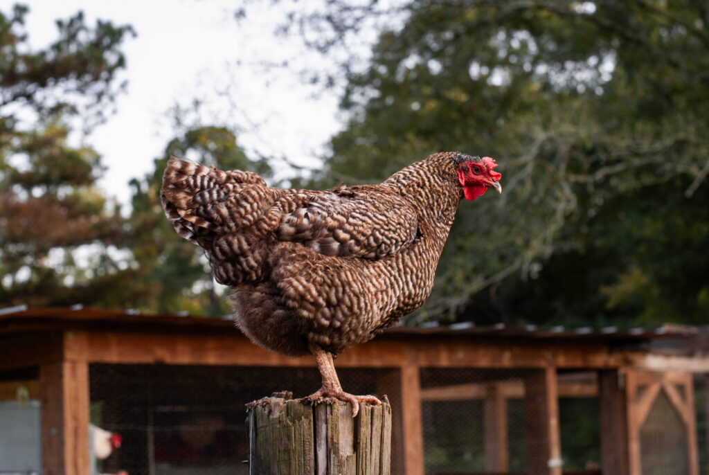 Barred rock chicken on post 