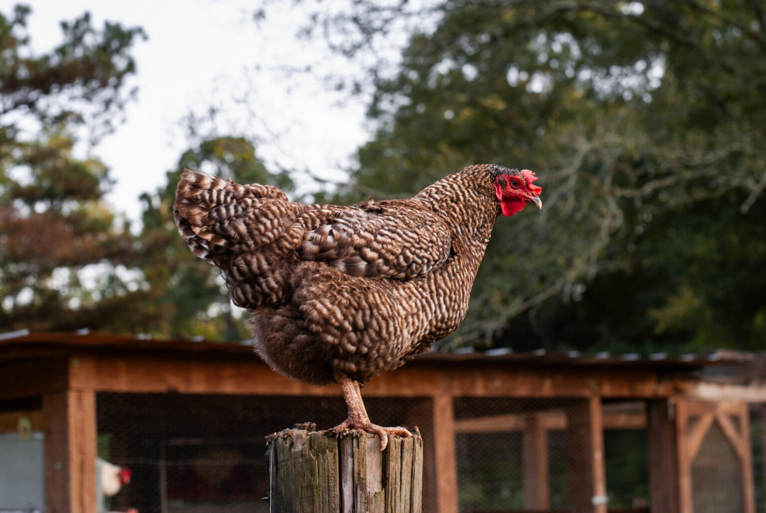 Picture of 19 Quiet Chicken Breeds to Keep in Your Backyard - The Little Modern Farm