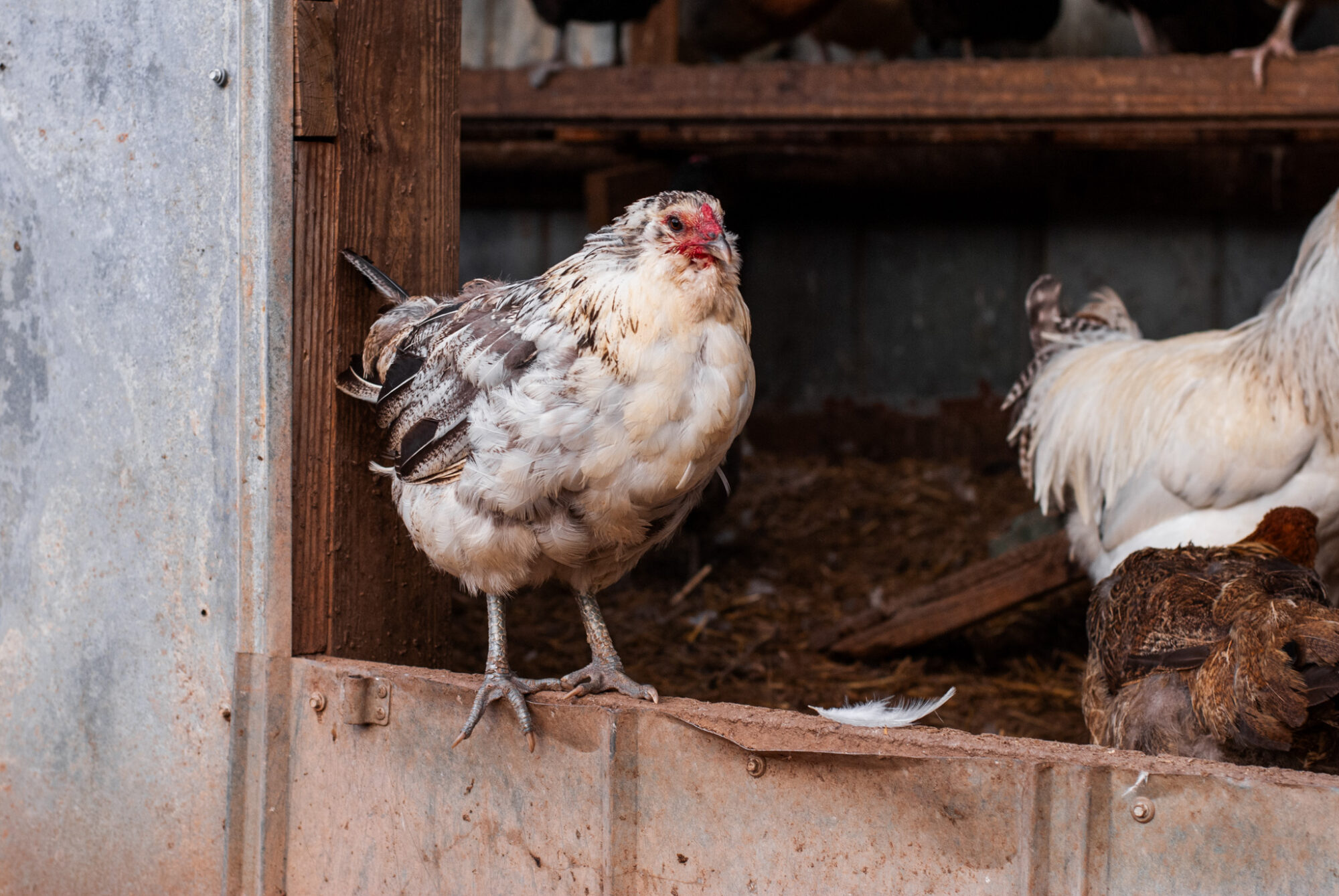 Image showcasing 19 Quiet Chicken Breeds to Keep in Your Backyard - The Little Modern Farm
