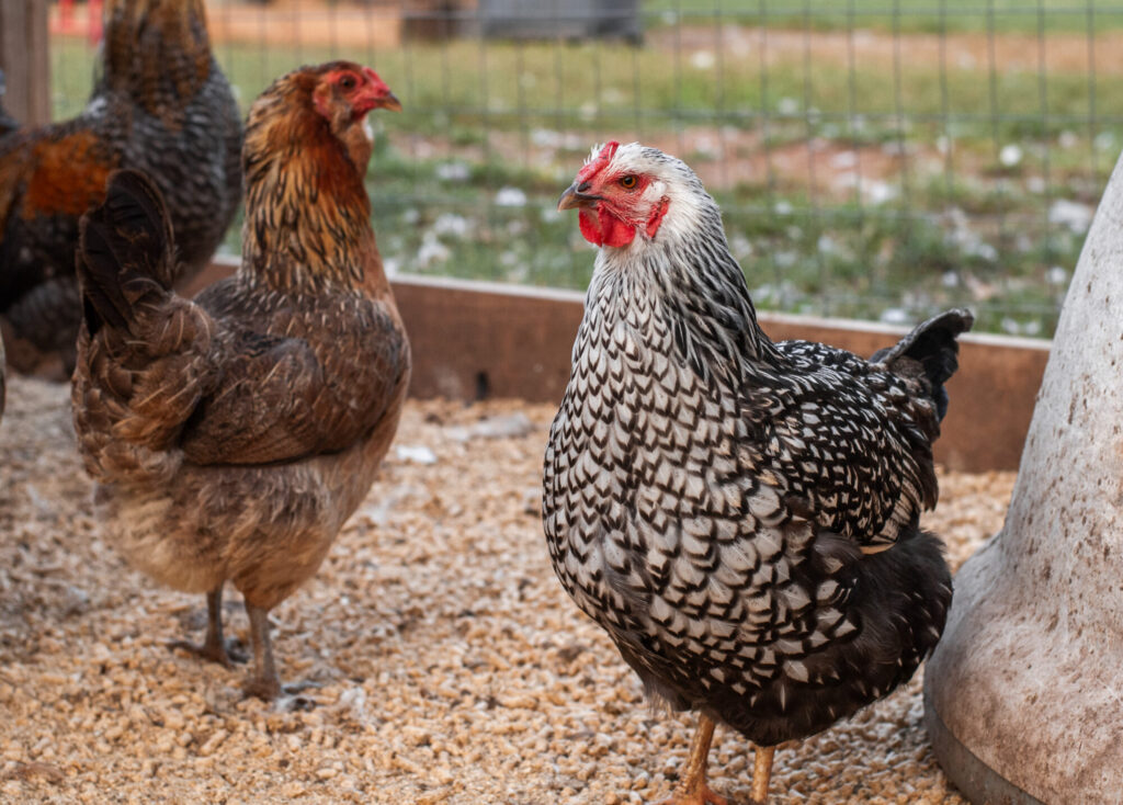 wyandotte chicken breeds