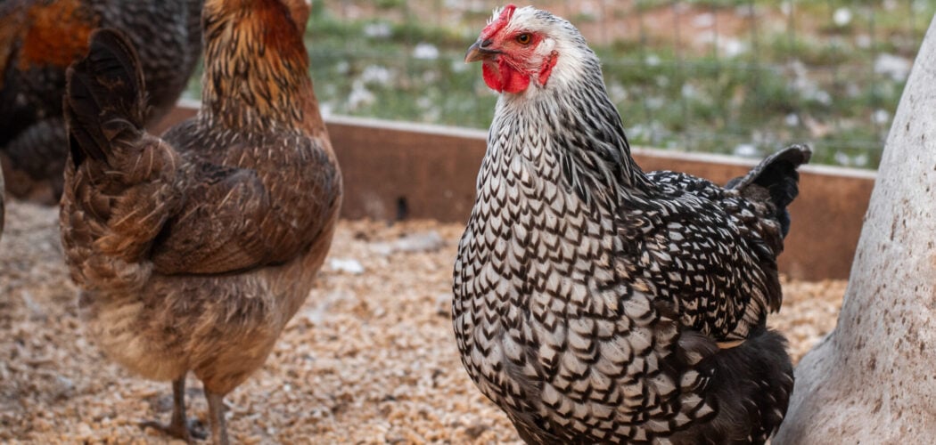 How to Keep a Chicken Run From Turning to Mud: 9 Practical Solutions