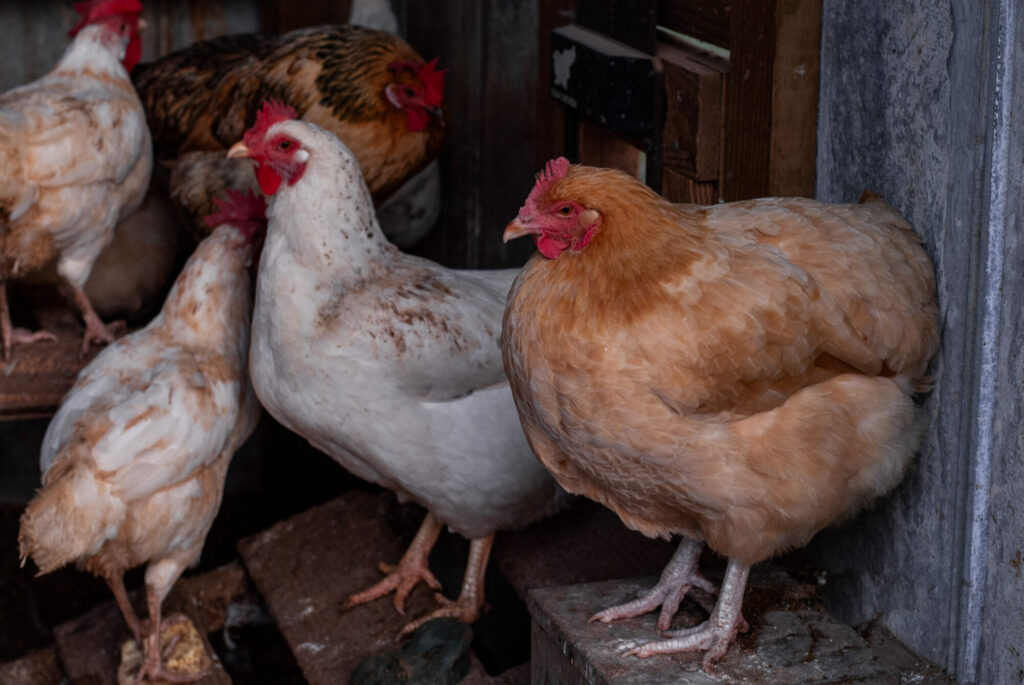 Buff Orpington on a roost 