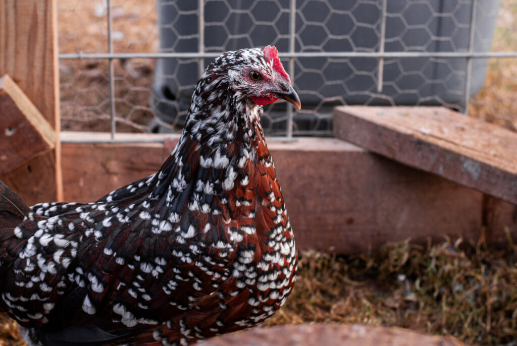 Sussex Chicken breeds 