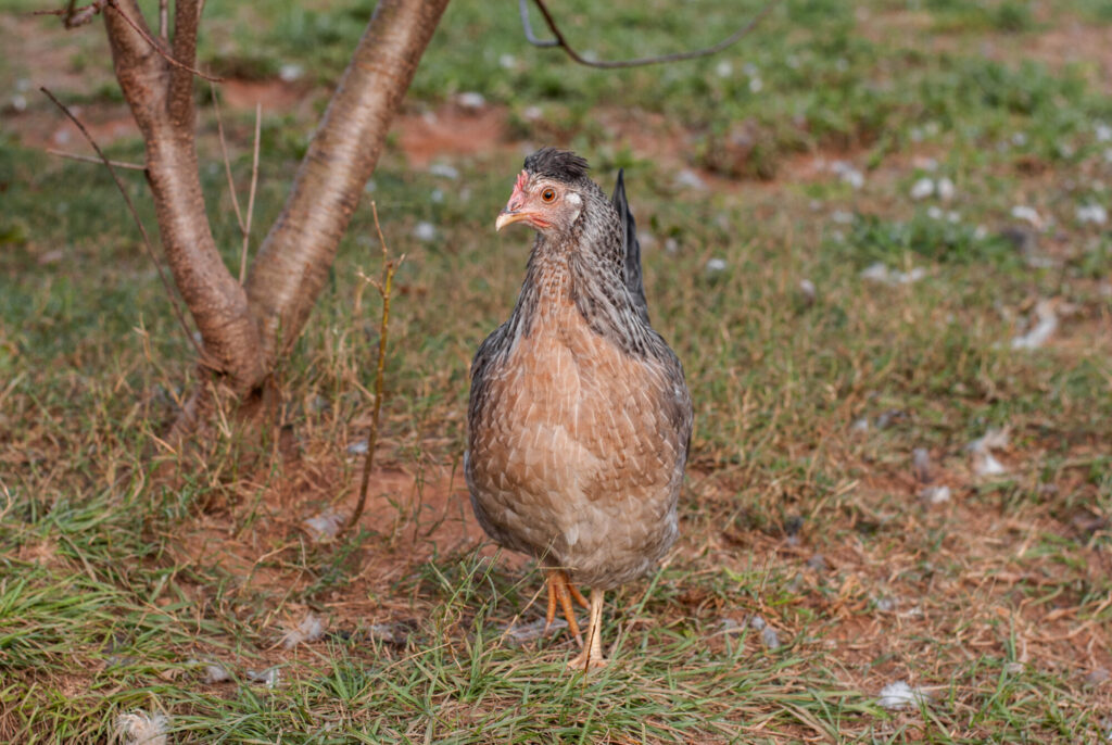 Cream Legbar chicken on green grass 