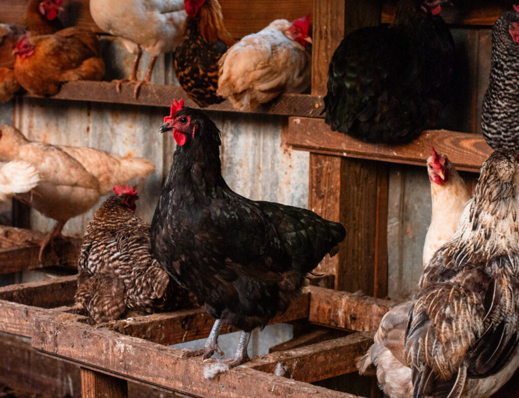 Several chicken breeds on a perch in a coop 