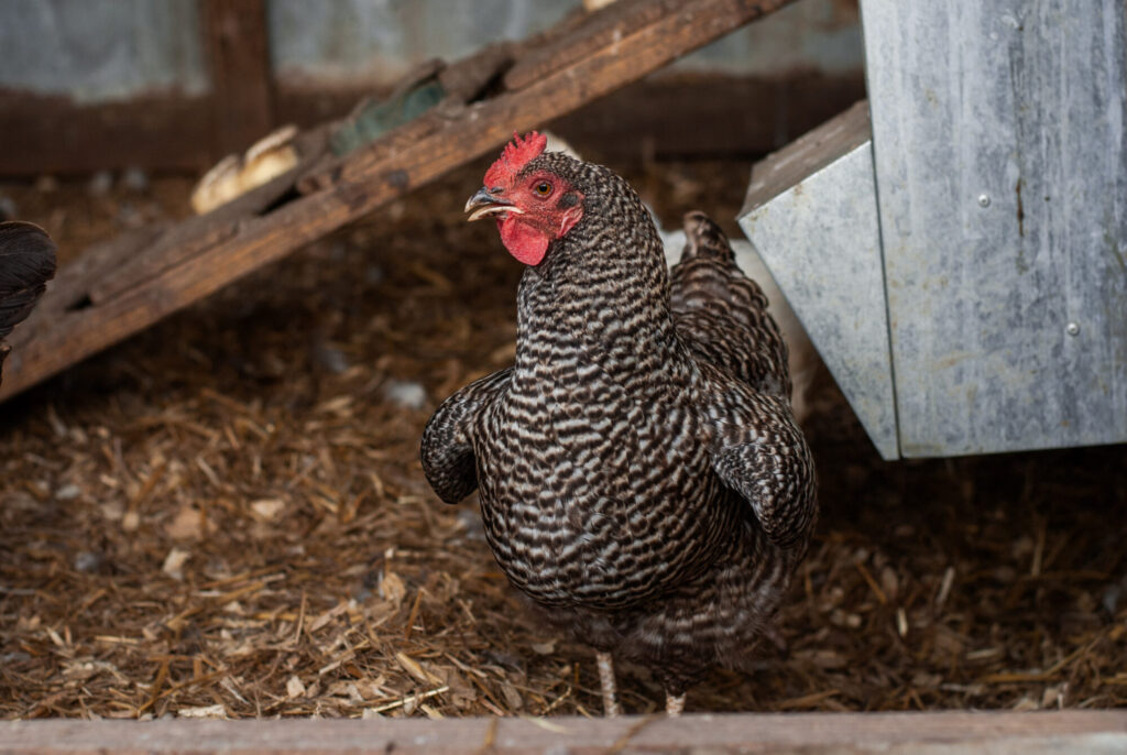 Barred Rock Chicken Breeds 