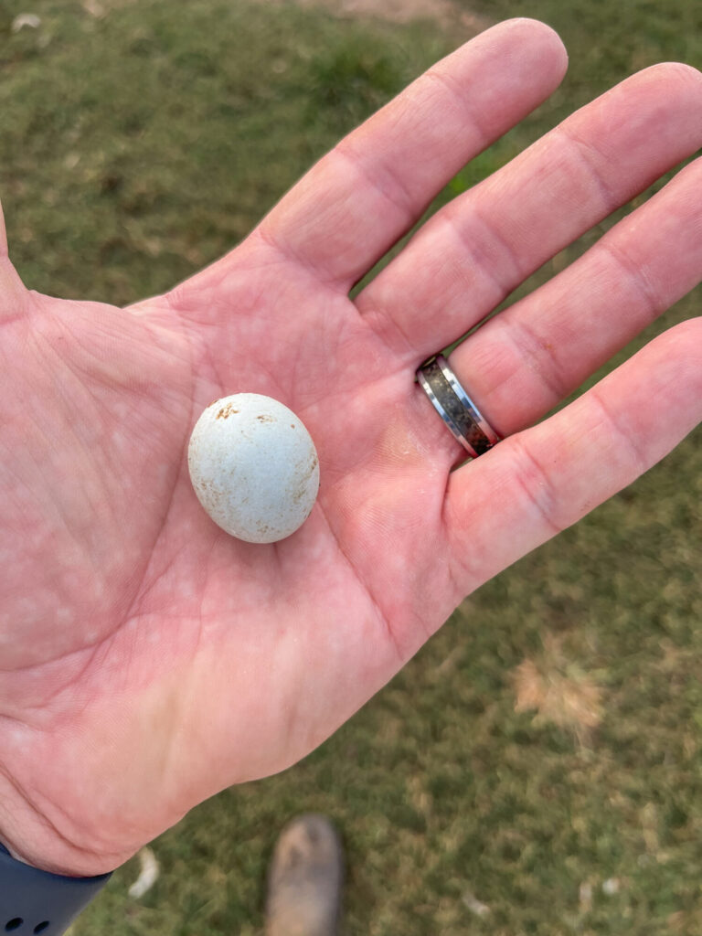 Small eggs in a person's palm 