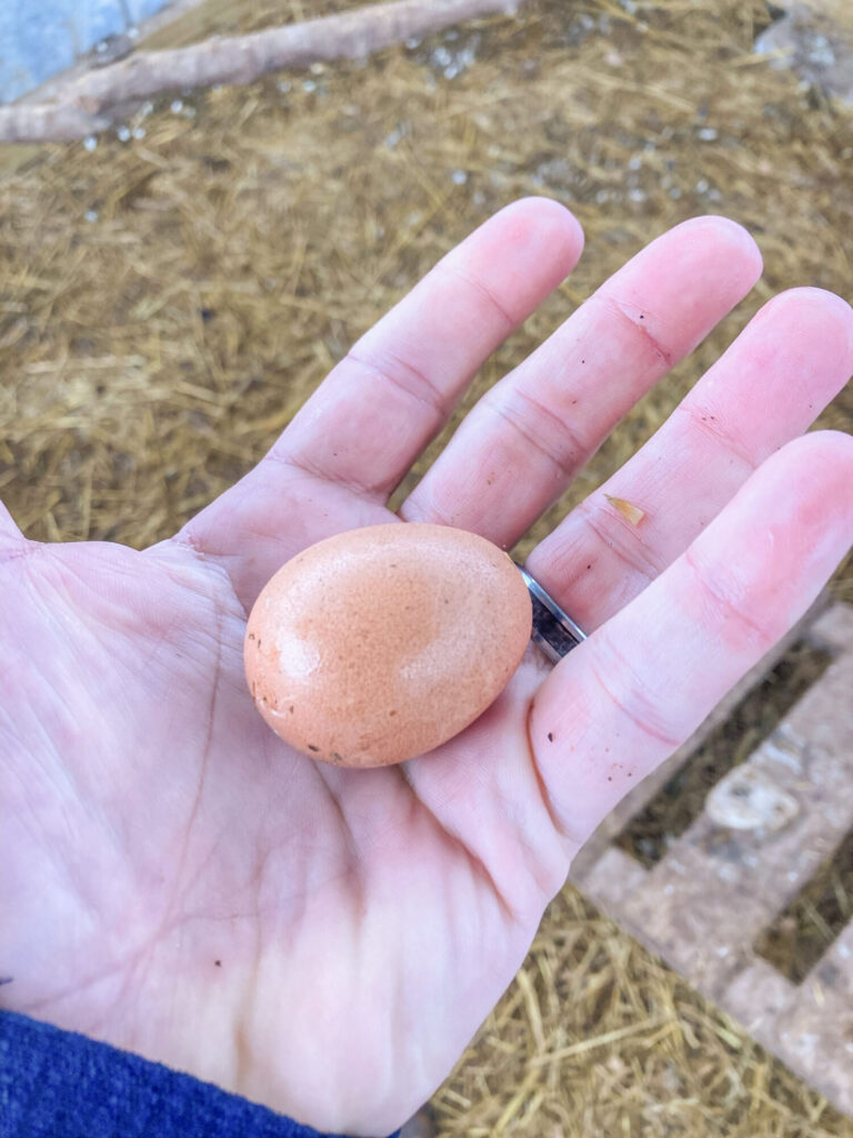 Small eggs in a person's palm 