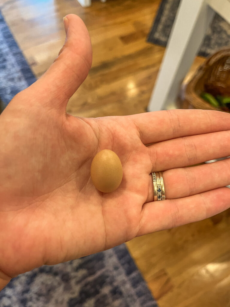 small eggs in a person's palm 