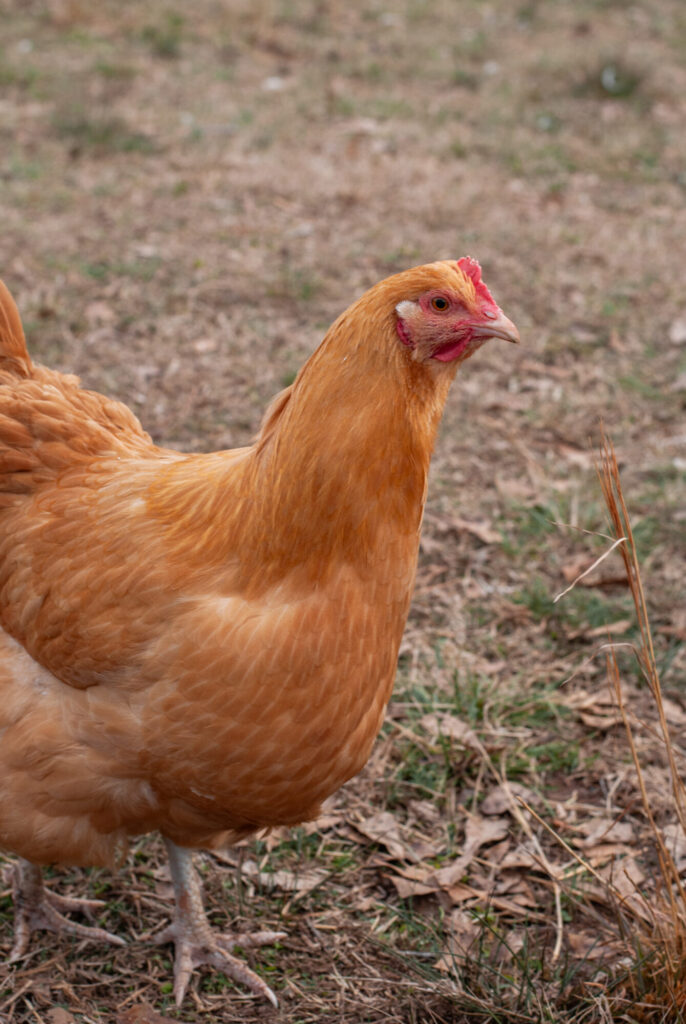 Buff Orpington chicken on grass. 