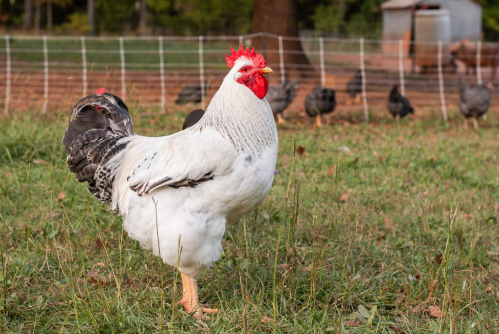 Delaware Rooster Chickens on green grass. 