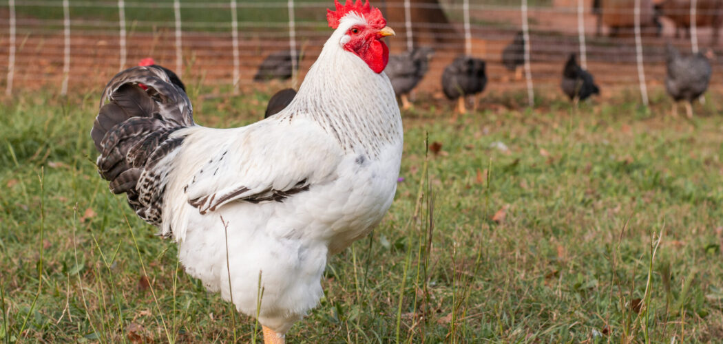 Top 15 Best Type of Chickens That Lay Beautiful Brown Eggs