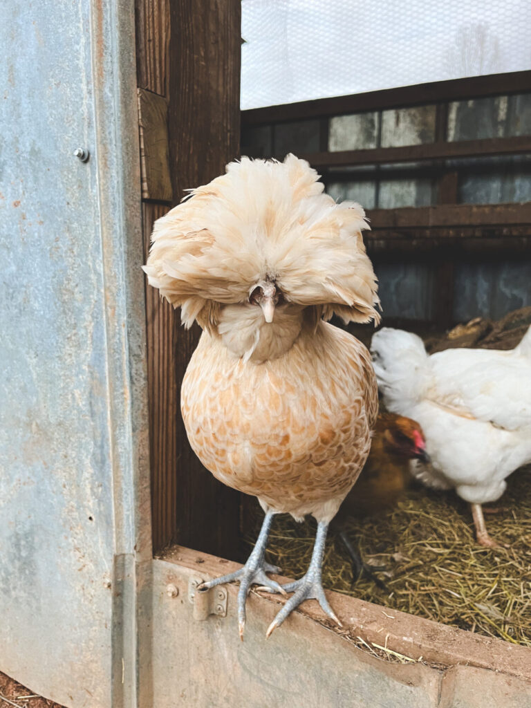 Polish chicken in chickens coop 