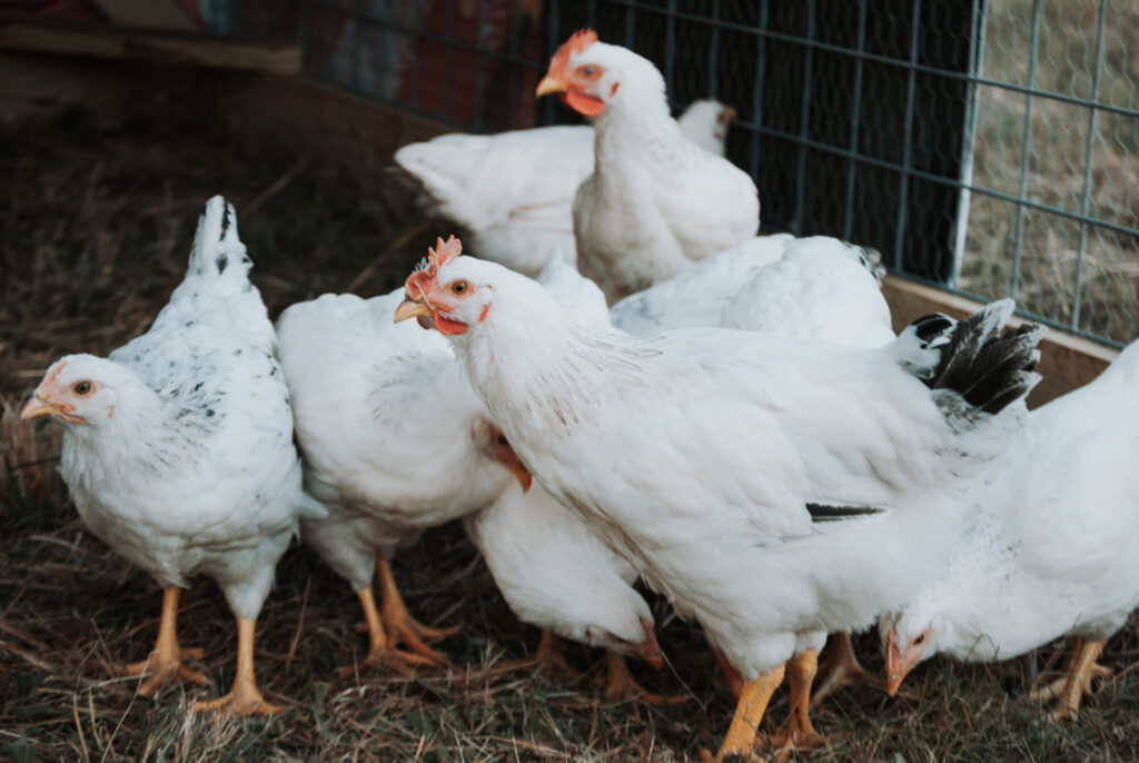 White chicken on grass 