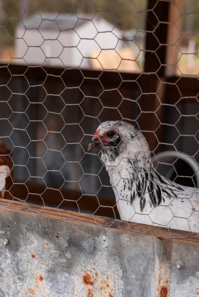 white chicken lookin through wire 