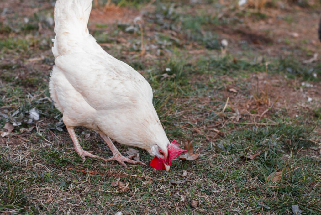 white chicken pecking grass 