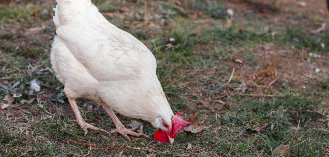 The BEST White Chicken Breeds For Your Backyard