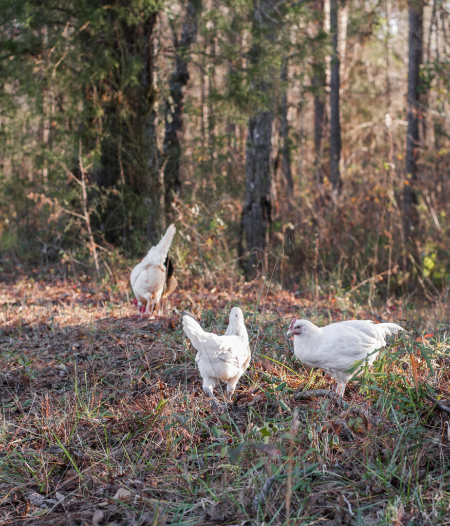 white chickens on grass 