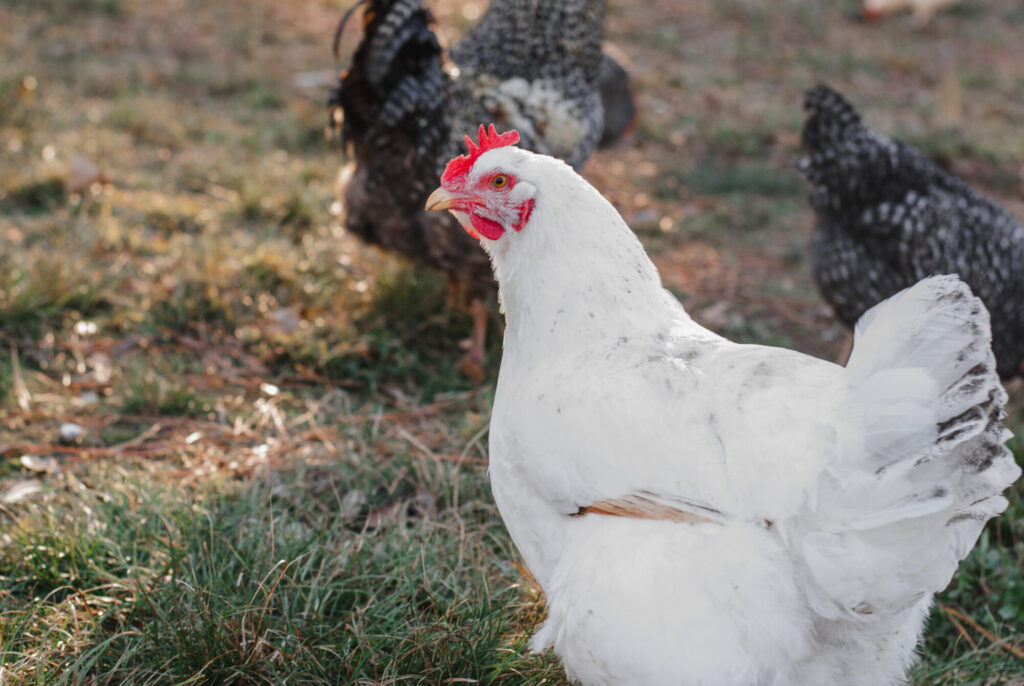 white chicken with various chickens in background 