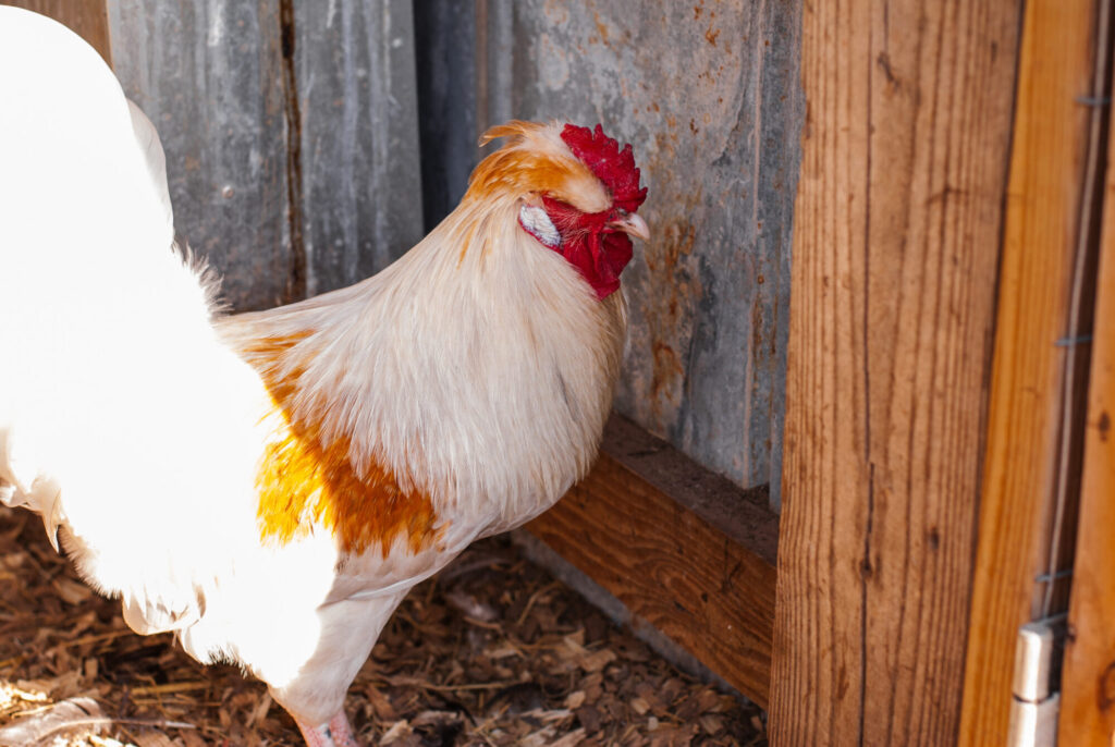 rooster in chicken coop 