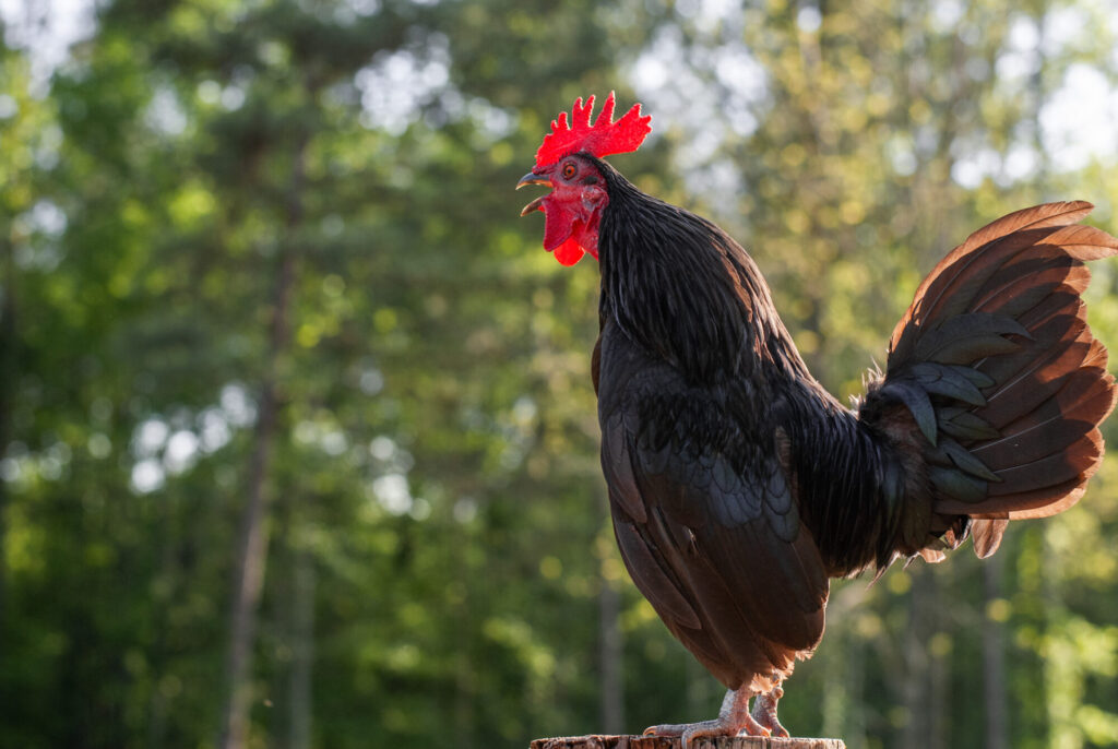 Black Chicken Making Noise on a post 