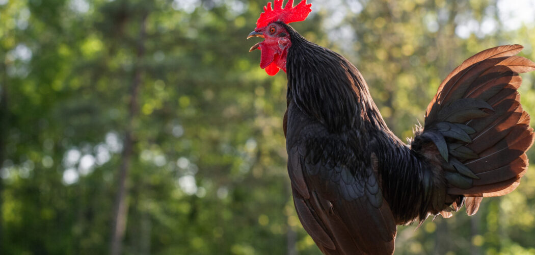 Why Do Chickens Make Noise In The Morning?