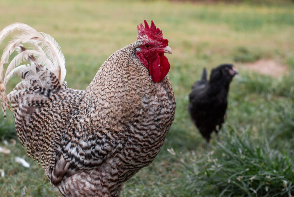 Rooster on grass with other chicken 