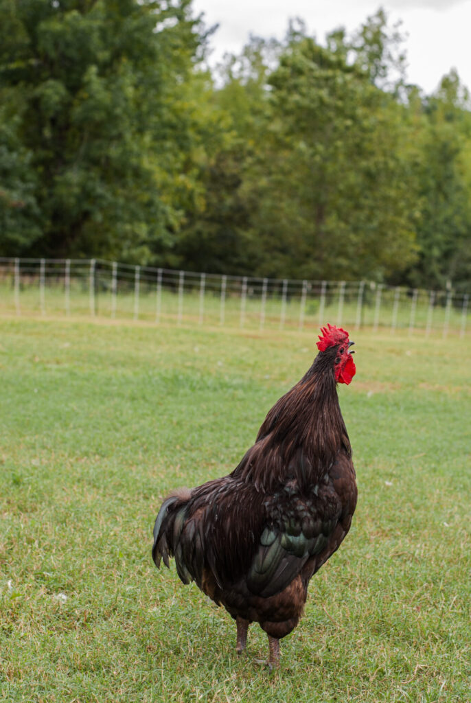 Black chicken making noise in the morning 