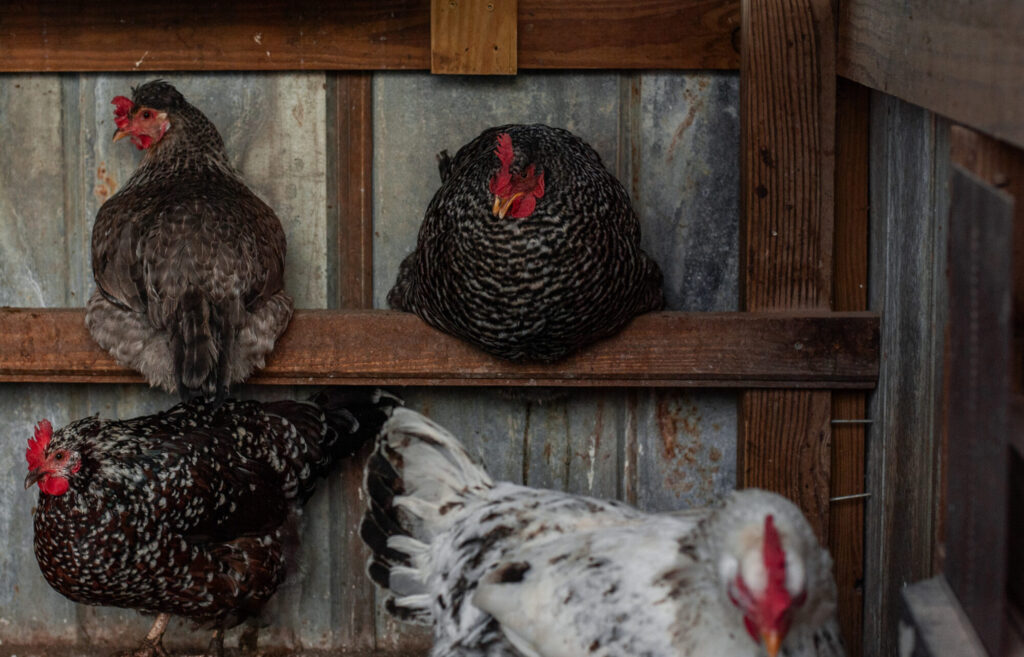 Chickens roosting together on a roost 