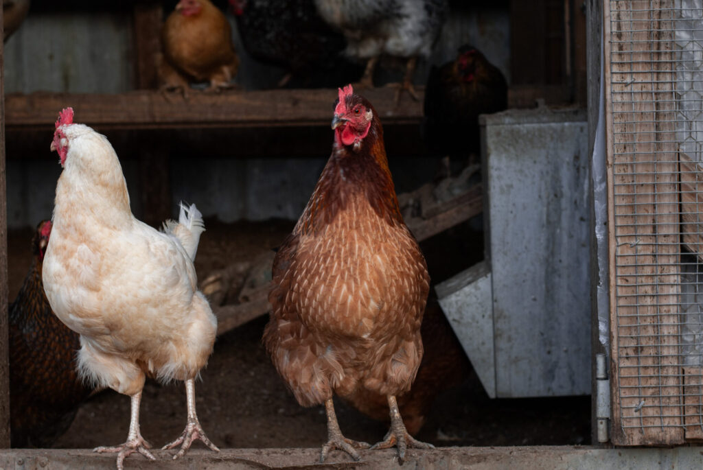 Two chickens standing together on a roost 