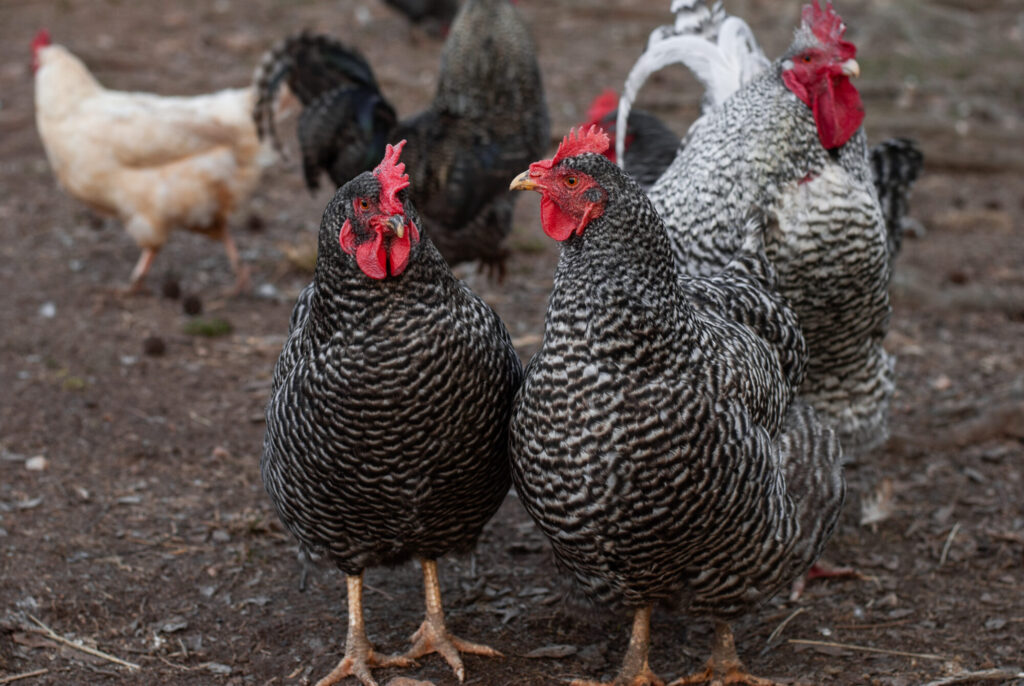 Two barred rock chicken standing together in a chicken yard 