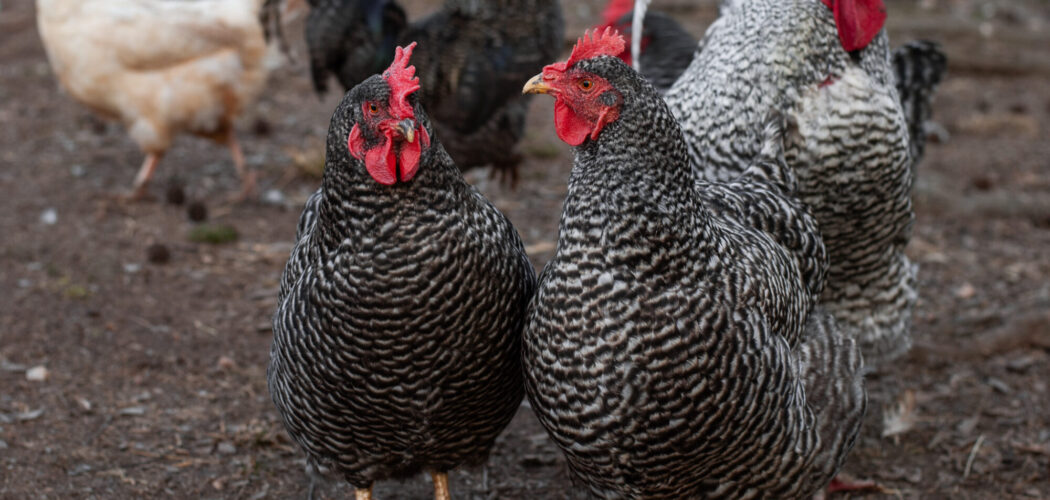 How Do Chickens Show Affection? Ways Chickens Love 