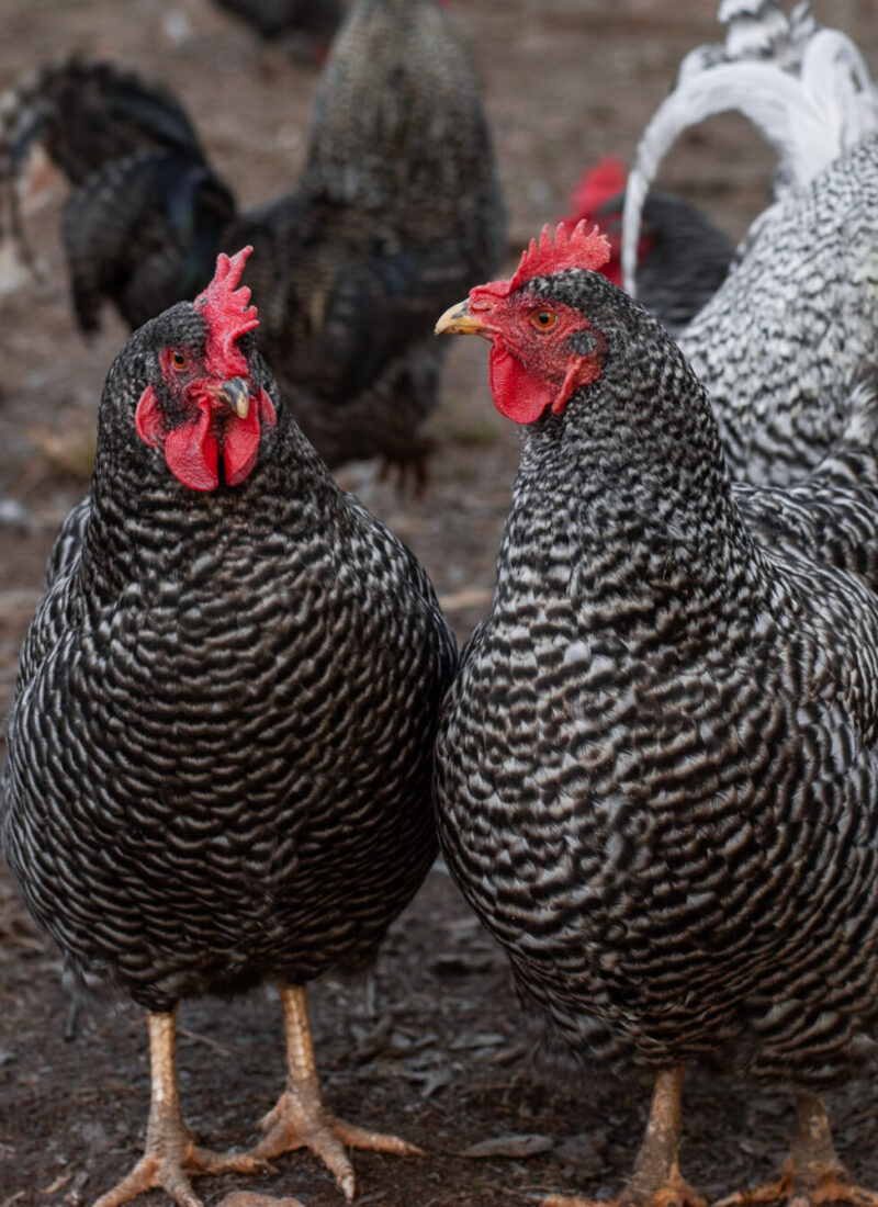 How Do Chickens Show Affection? Ways Chickens Love 