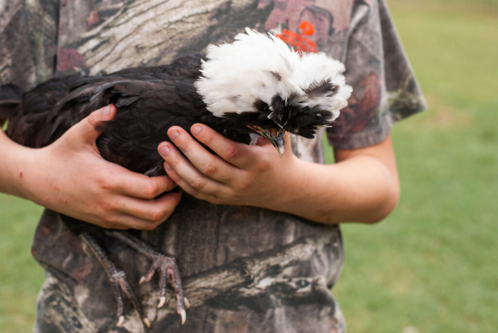 Chicken being held by a human 