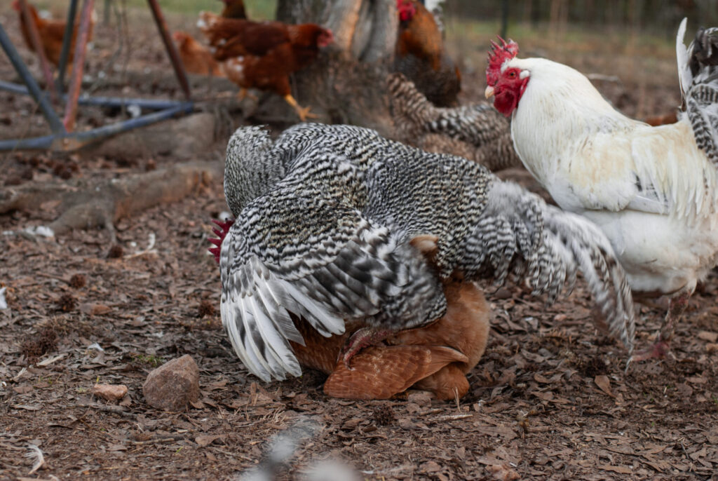 chicken in a submission squat with a rooster 