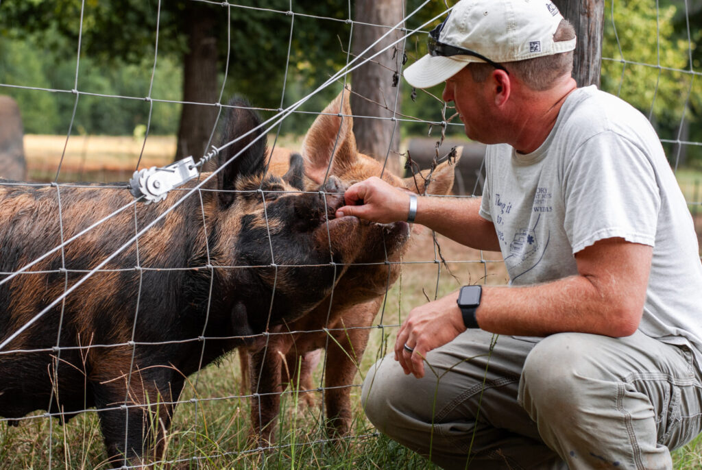 Homesteading man with pigs and a fence