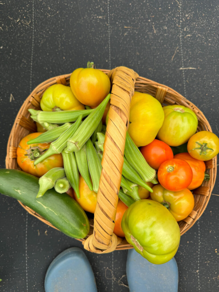 basket full of heat tolerant vegetables such as okra, tomatoes and cucumber