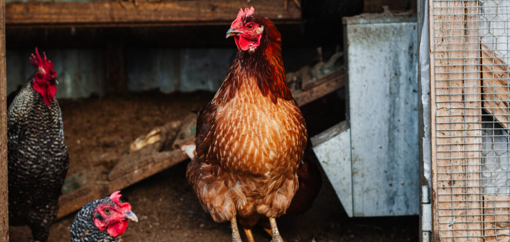 How Long Do Chickens Live?