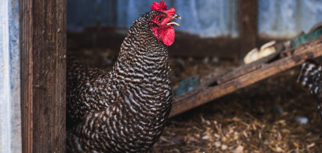 At What Age Will Hens Start Laying Eggs? What to Expect