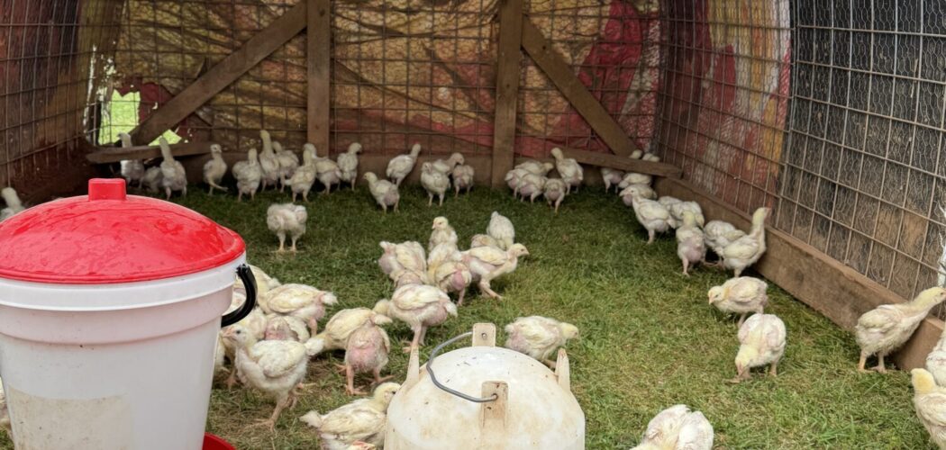 How Much Freezer Space Do You Need for Meat Chickens?