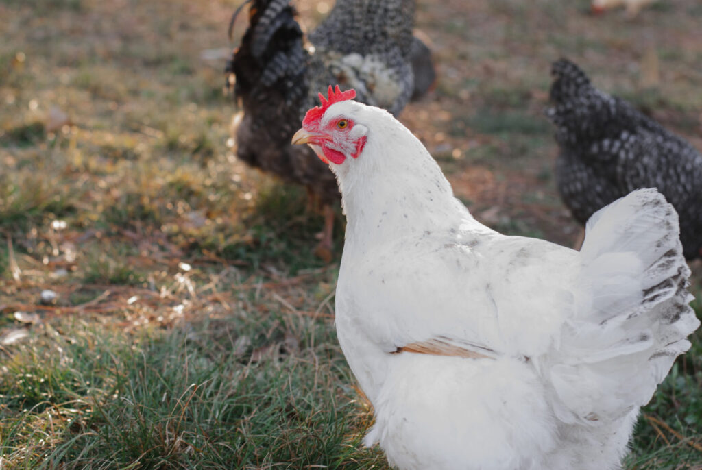 White chickens for meat on grass