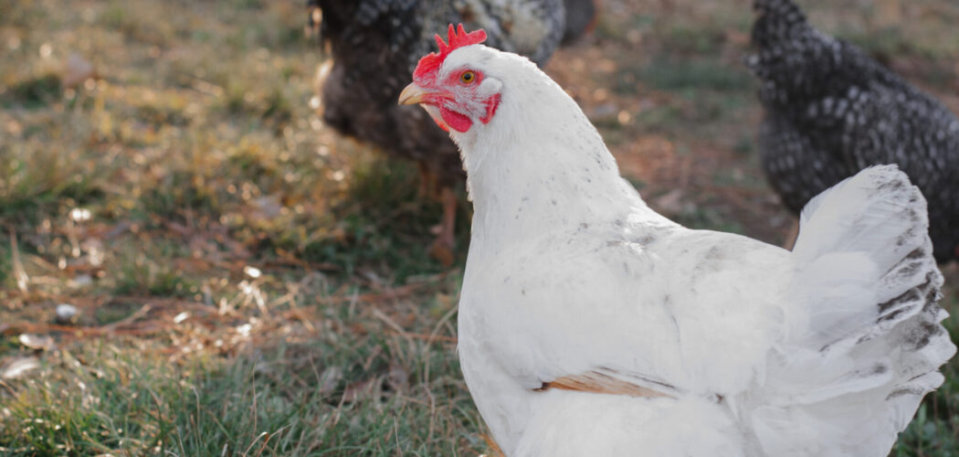 The Real Cost to Raise 25 Chickens for Meat